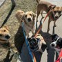 Photo of Mandalay Bond Pet Services