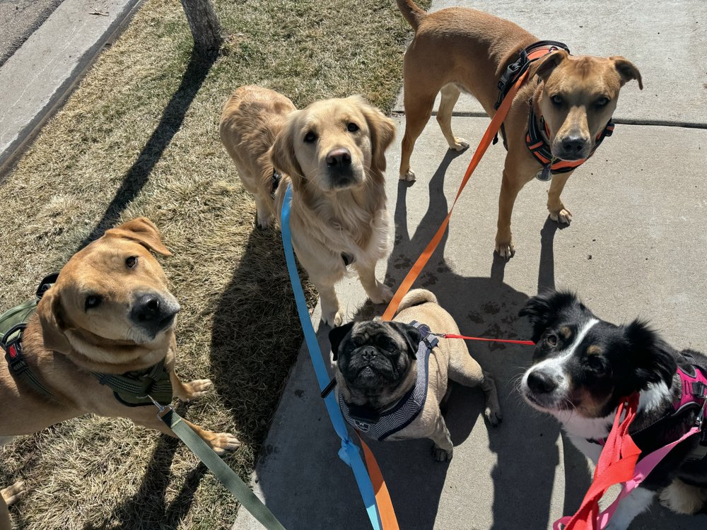 Mandalay Bond Pet Services - pet boarding facility in Erie, CO