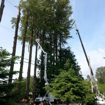 Capital Tree Service - crane removal service - Tree Services Near Me - Victoria, British Columbia Capital Tree Service - crane removal service - Tree Services Near Me - Victoria, British Columbia