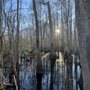 Photo of Waccamaw National Wildlife Refuge