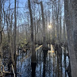 Waccamaw National Wildlife Refuge - Wetlands