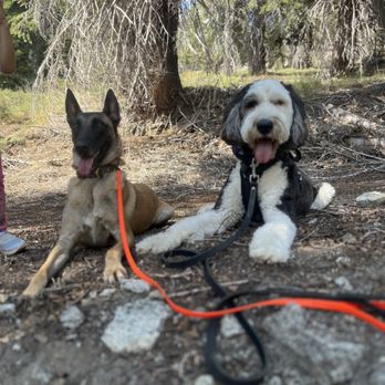 Be In Control Dog Training - Boarding - Pet Training Near Me