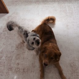 Two healthy happy pups thanks to Ark Vets!