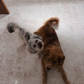 ArkVets - Two healthy happy pups thanks to Ark Vets! - Veterinarians Near Me - Avondale, Arizona