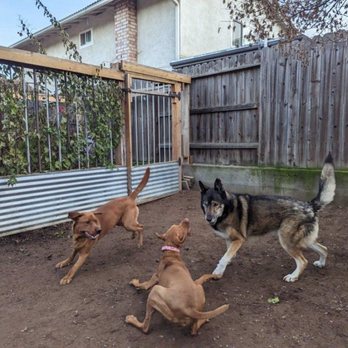 K9 Cancun - Pet Boarding Near Me - Citrus Heights, California K9 Cancun - Pet Boarding Near Me - Citrus Heights, California