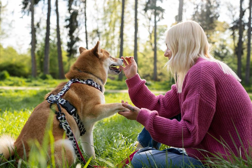 Shaggy Shack Pet Resort & Spa - pet boarding facility in Spanaway, WA