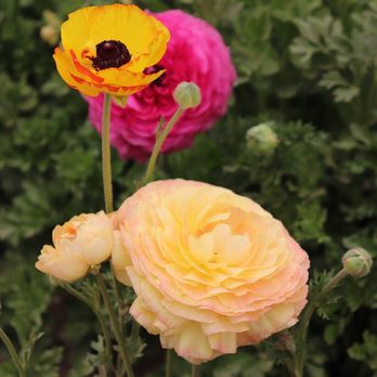 The Flower Fields - Venues & Event Spaces Near Me - Carlsbad, California The Flower Fields - Venues & Event Spaces Near Me - Carlsbad, California