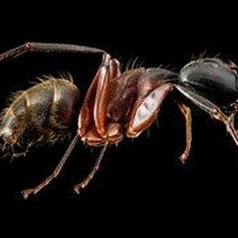 TNT Pest & Termite - pest-control-victoria-tx - Pest Control Near Me - Victoria, Texas TNT Pest & Termite - pest-control-victoria-tx - Pest Control Near Me - Victoria, Texas