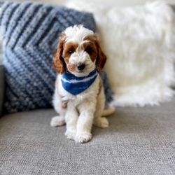 Happy Doodle Bnb - Petite Golden doodle