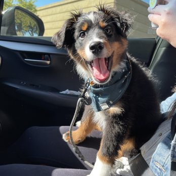Lucky Little Aussies - Happy Perkins! - Pet Breeders Near Me Lucky Little Aussies - Happy Perkins! - Pet Breeders Near Me