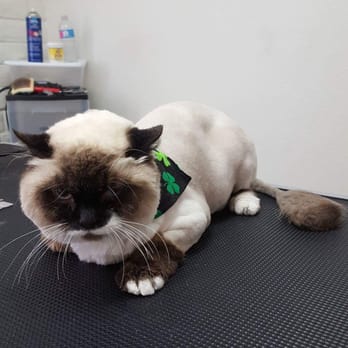 Paws and Effect Grooming - Pet Groomers Near Me - Sierra Vista, Arizona Paws and Effect Grooming - Pet Groomers Near Me - Sierra Vista, Arizona
