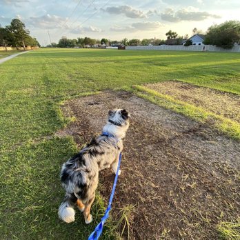 High Desert Aussie - At seven months - Pet Breeders Near Me - Bend, Oregon