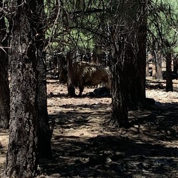 Bearizona - Zoos Near Me - Williams, Arizona