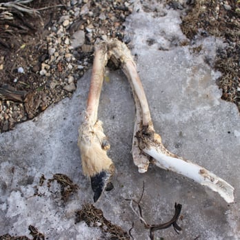Sawmill Trail - our dog found this right off the trail, be careful! - Hiking Near Me Sawmill Trail - our dog found this right off the trail, be careful! - Hiking Near Me
