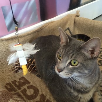 Cat Town - Animal Shelters Near Me - Oakland, California