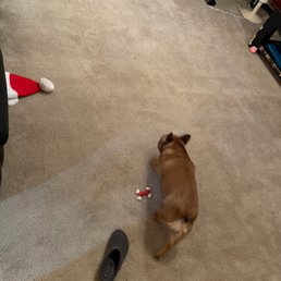 This is our living room, which gets a lot of foot traffic! This is our living room, which gets a lot of foot traffic!