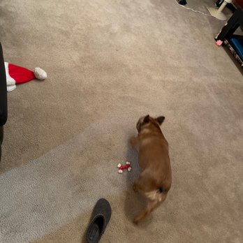 Zerorez - This is our living room, which gets a lot of foot traffic! - Carpet Cleaning Near Me - Redmond, Washington Zerorez - This is our living room, which gets a lot of foot traffic! - Carpet Cleaning Near Me - Redmond, Washington