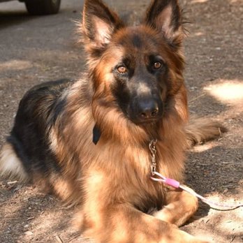 Upper Jamison Creek Campground - Dog friendly - Campgrounds Near Me