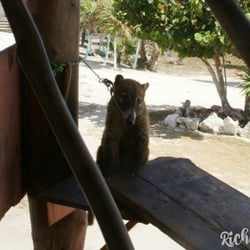 Playa de San Martin - Pet coati (circa 2008)