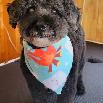 Muttly krew kutz - Pet Groomers Near Me - Johnstown, New York