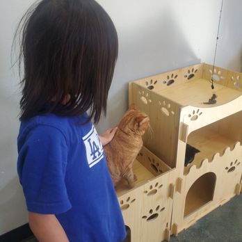 Meow Tea - About 10 cats at the store. - Bubble Tea Near Me - West Covina, California