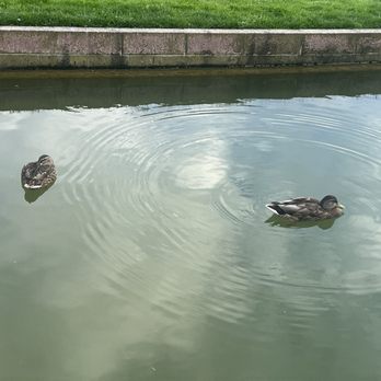 Bellevue Downtown Park - Ducks - Parks Near Me - Bellevue, Washington Bellevue Downtown Park - Ducks - Parks Near Me - Bellevue, Washington