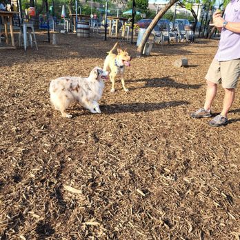 MUTTS Canine Cantina - Fort Worth - This is where he started to love play catch. - Dog Parks Near Me - Forth Worth, Texas