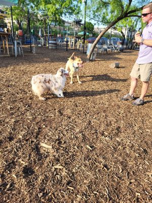 MUTTS Canine Cantina® by null