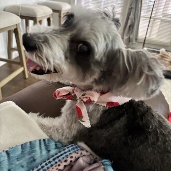 The Paw Spa Pet Grooming - GiGi smiling because she knows she looks cute! Lol - Pet Groomers Near Me - Rockledge, Florida