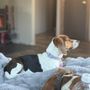 Pocket Beagle Haven