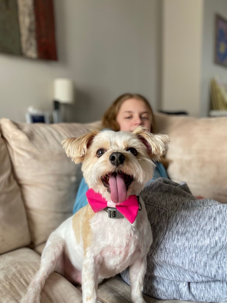 YEPPI PET GROOMING Updated August 2024 117 Photos & 82 Reviews