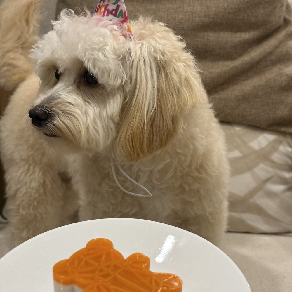 Mishka - Chef's Favorite Cakes - Bear - 3.5 oz | 3.25 inches | Glazed with coconut and carrot juices 3 perfect size for our 10 lbs. goldendoodle. - Pet Stores Near Me - San Francisco, California