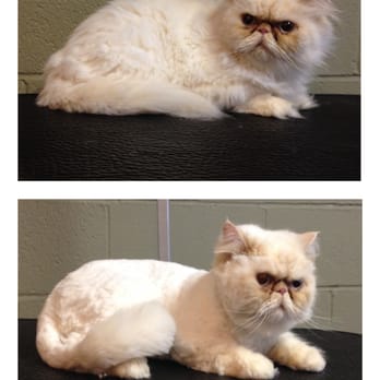 Classy Critters - Meishka - Pet Sitting Near Me - Mooresville, North Carolina