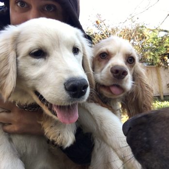 Positive Pup Playgroups - Puppy group! - Dog Walkers Near Me Positive Pup Playgroups - Puppy group! - Dog Walkers Near Me
