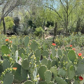 Desert Botanical Garden - Botanical Gardens Near Me - Phoenix, Arizona Desert Botanical Garden - Botanical Gardens Near Me - Phoenix, Arizona