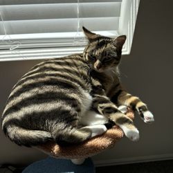 Lucky Paws - cat adopted