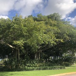 Historic Banyan Trees