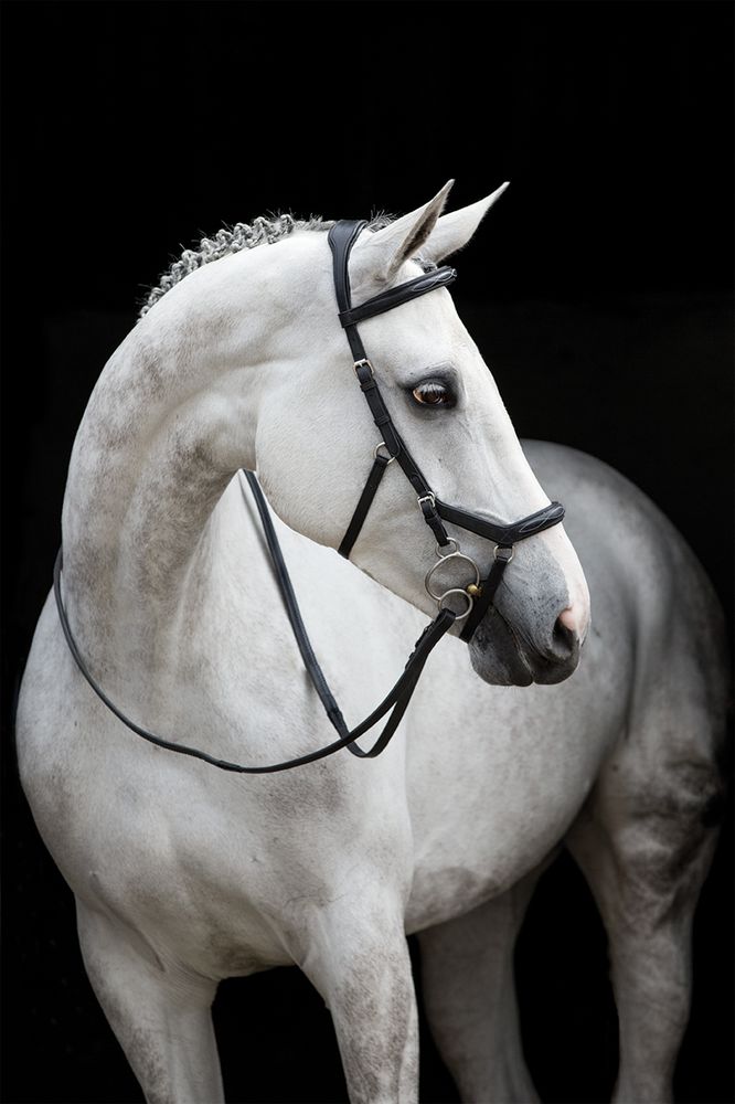 DK TACK & SUPPLY Updated August 2024 17 Photos 14516 Telephone