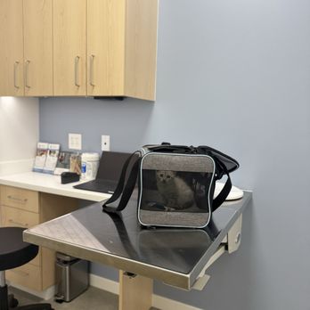Hancock Park Veterinary Clinic - Cat - Veterinarians Near Me - Los Angeles, California