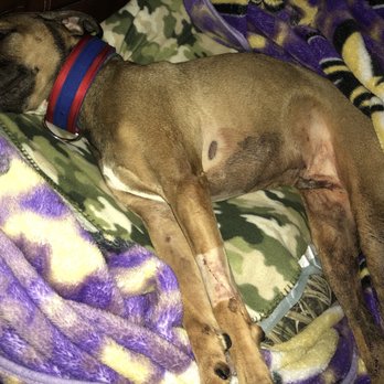 Crossroads Veterinary Clinic - Couldn't control bleeding. He couldn't help it. Kept him comfy and clean the best I could. Poor, poor baby. - Veterinarians Near Me - Naples, Florida