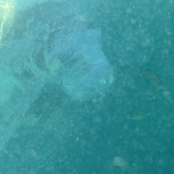 Fun 2 Dive Manatee Tours - Manatee Mama with lots of motor scars - Snorkeling Near Me - Crystal River, Florida
