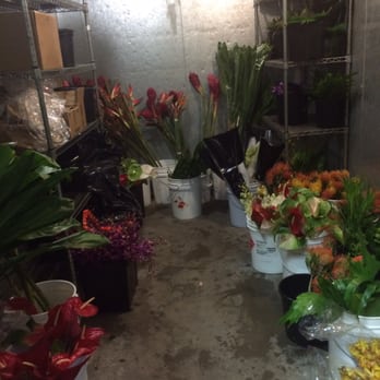 Newberry Brothers - Tropical plants shipped every Wednesday from Hawaii. - Florists Near Me - Denver, Colorado Newberry Brothers - Tropical plants shipped every Wednesday from Hawaii. - Florists Near Me - Denver, Colorado