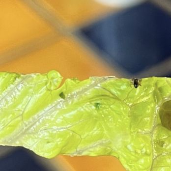 Cafe Mexicali - The spider in my food - Mexican Near Me - Boulder, Colorado