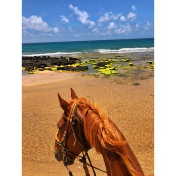 CJM Stables - The horse - Horseback Riding Near Me