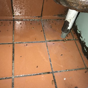 Avalon Pest Control - Pest Control Near Me - Bronx, New York