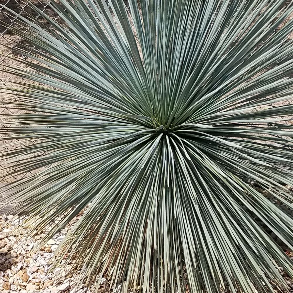 Poot's Cactus Nursery - Nurseries & Gardening Near Me - Ripon, California Poot's Cactus Nursery - Nurseries & Gardening Near Me - Ripon, California