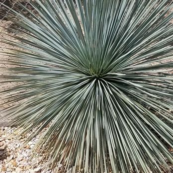 Poot's Cactus Nursery - Nurseries & Gardening Near Me - Ripon, California