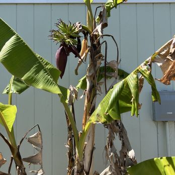 Advanced Integrated Pest Management - Ice cream banana. - Pest Control Near Me - Rancho Cordova, California Advanced Integrated Pest Management - Ice cream banana. - Pest Control Near Me - Rancho Cordova, California
