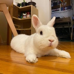 Animal Care Centers of NYC