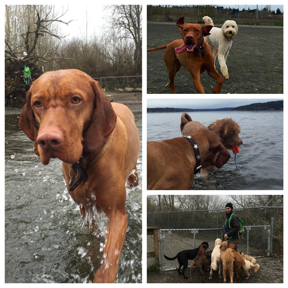 Rocket Dog Care 29 Reviews Pet Sitting 9035 12th Ave NW, Crown